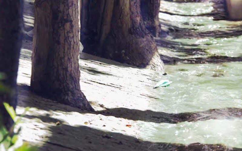 Sunlit stream running between the trunks of plane trees, with a paper boat floating on the water